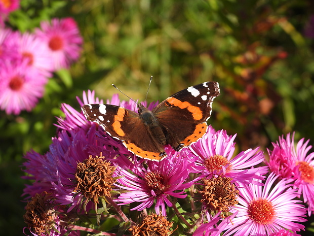 babôčka admirálska Vanessa atalanta