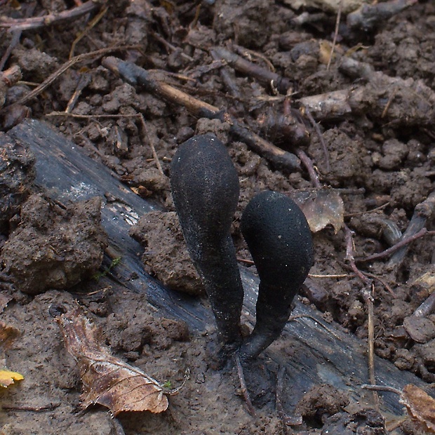 drevnatec Xylaria sp.