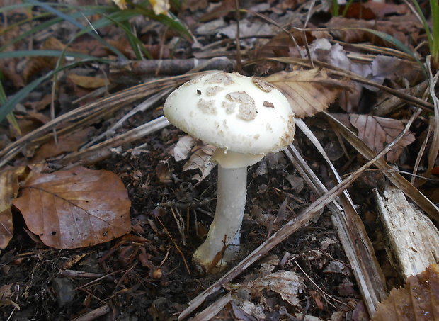 muchotrávka citrónovožltá Amanita citrina Pers.