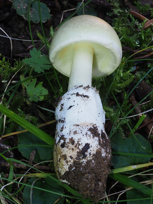 muchotrávka zelená Amanita phalloides (Vaill. ex Fr.) Link