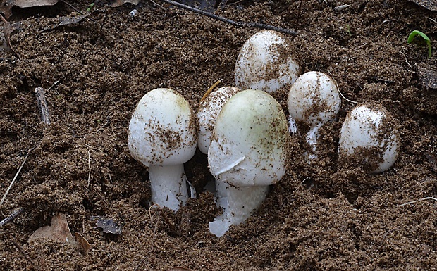 muchotrávka zelená Amanita phalloides (Vaill. ex Fr.) Link