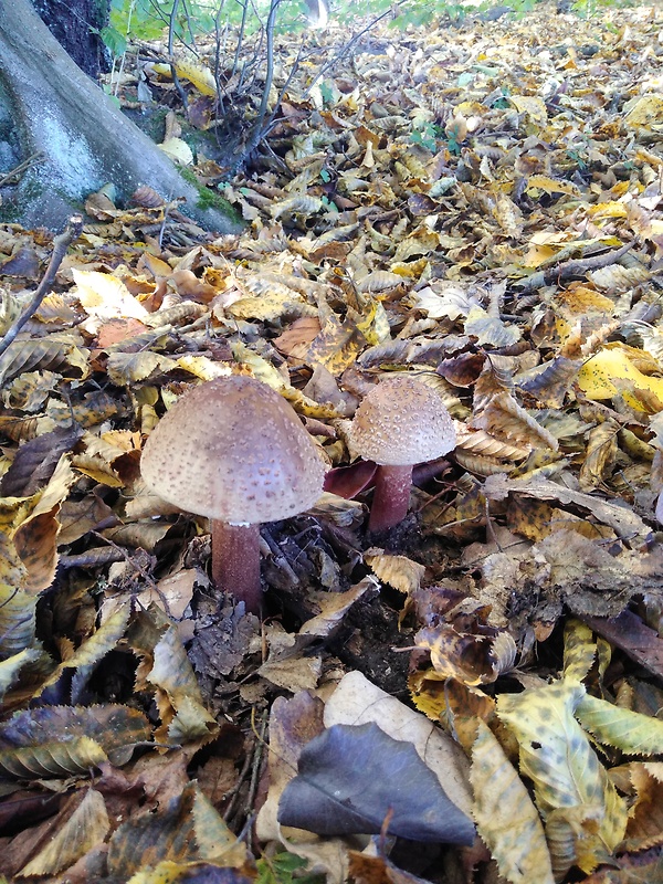 muchotrávka červenkastá Amanita rubescens Pers.