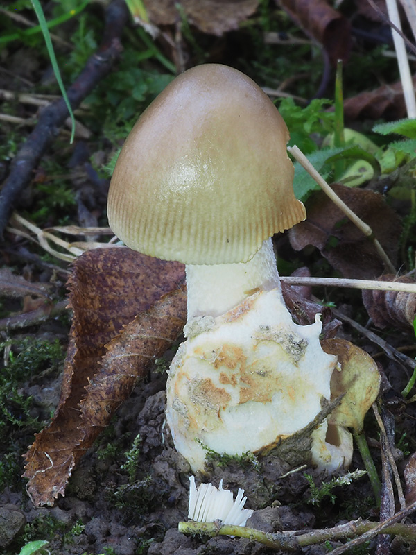 muchotrávka pošvatá škvrnitá Amanita vaginata subsp. urceolata (Viv.) E.-J. Gilbert