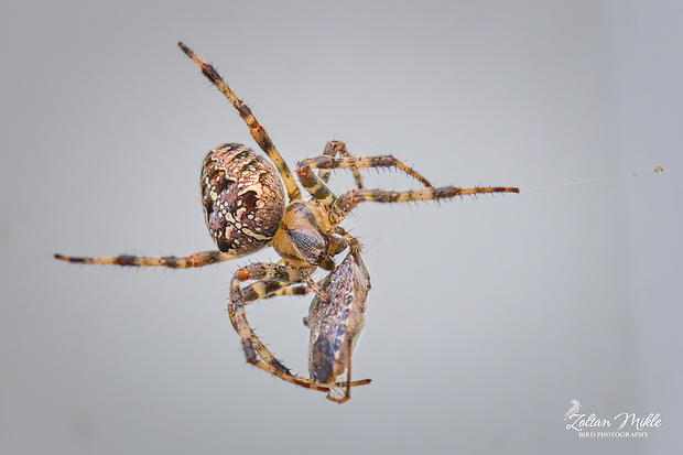 križiak obyčajný Araneus diadematus