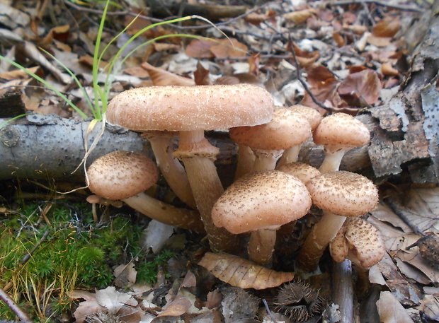 podpňovka Armillaria sp.