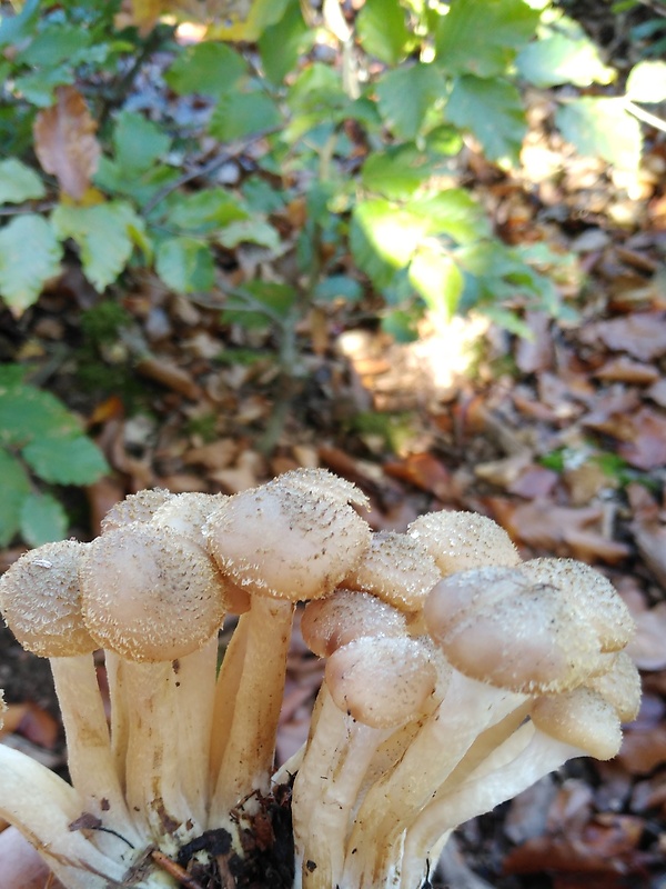 podpňovka Armillaria sp.