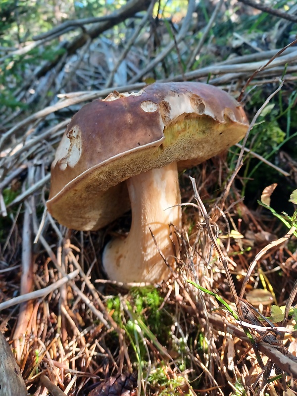 hríb smrekový Boletus edulis Bull.