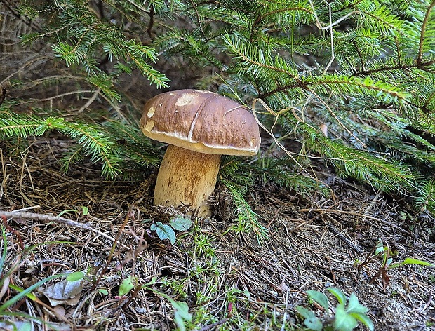 hríb smrekový Boletus edulis Bull.