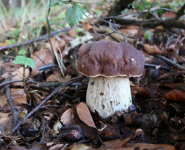 hríb smrekový Boletus edulis Bull.