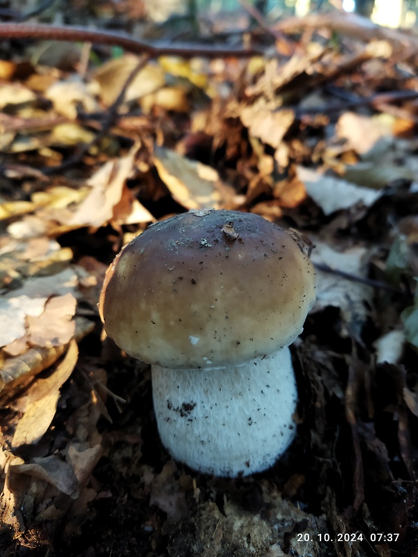 hríb smrekový Boletus edulis Bull.