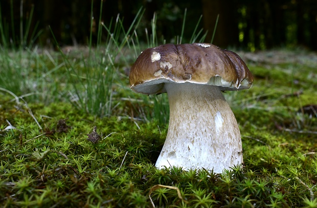 hríb smrekový Boletus edulis Bull.