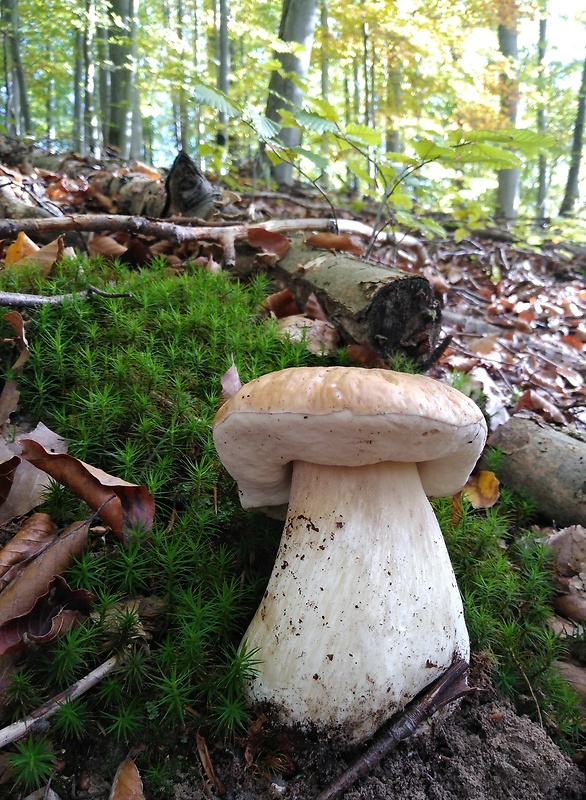 hríb smrekový Boletus edulis Bull.