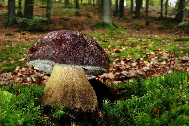 hríb sosnový Boletus pinophilus Pil. et Dermek in Pil.