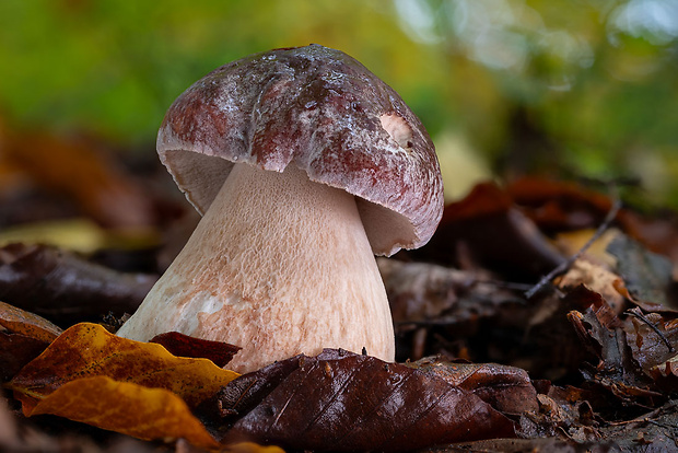 hríb sosnový Boletus pinophilus Pil. et Dermek in Pil.