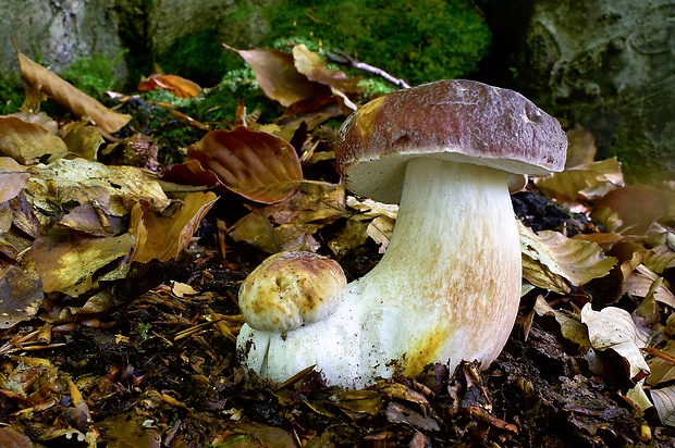 hríb sosnový Boletus pinophilus Pil. et Dermek in Pil.