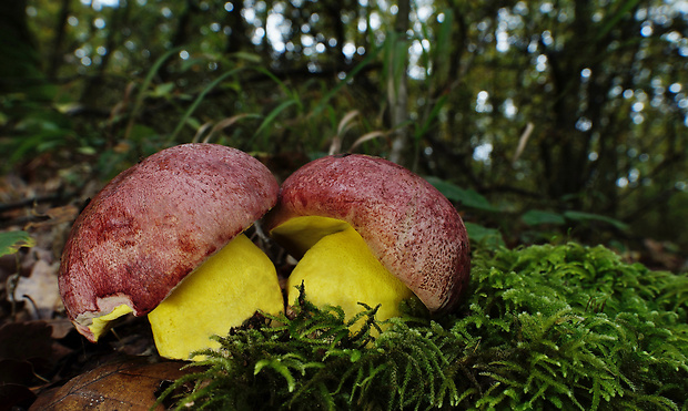 hríb kráľovský Butyriboletus regius (Krombh.) D. Arora & J.L. Frank