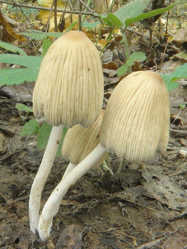 hnojník Coprinellus sp.