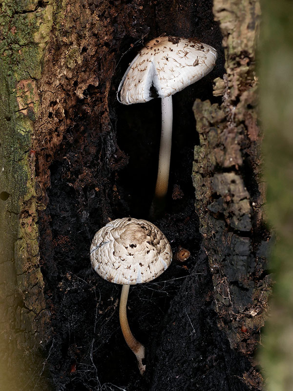 hnojník dutinový Coprinopsis mitraespora (Bohus) L. Nagy, Vágvölgyi & Papp