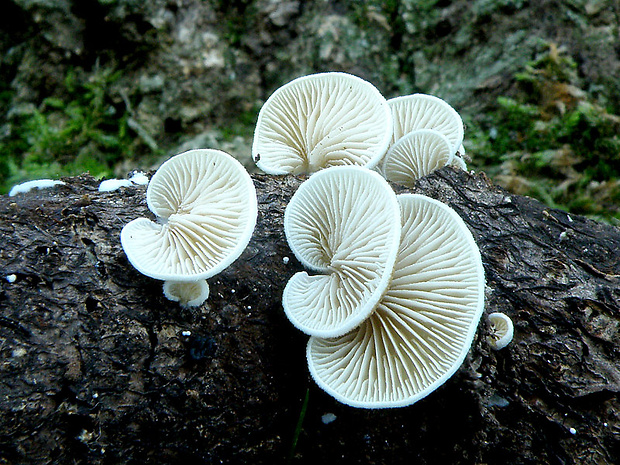 pahliva Crepidotus sp.