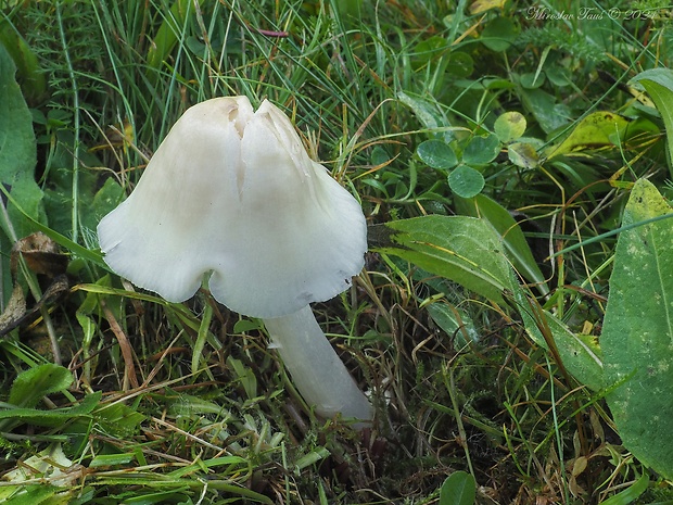 lúčnica výstredná Cuphophyllus fornicatus (Fr.) Lodge, Padamsee & Vizzini