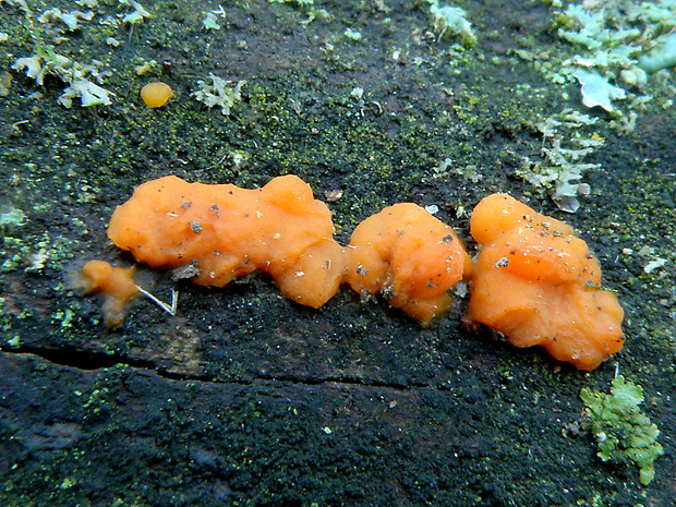 slzovec Dacrymyces sp.