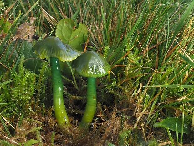 lúčnica žltozelená Gliophorus psittacinus (Schaeff.) Herink