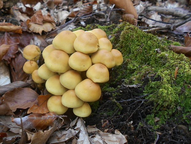 strapcovka zväzkovitá Hypholoma fasciculare (Huds.) P. Kumm.