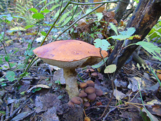 kozák osikový Leccinum albostipitatum den Bakker & Noordel.