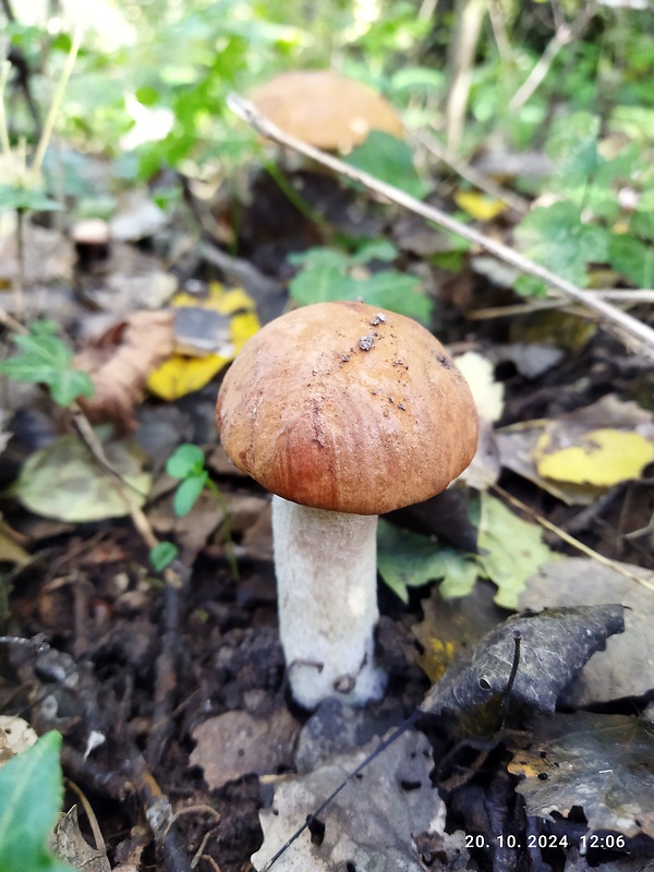 kozák osikový Leccinum albostipitatum den Bakker & Noordel.