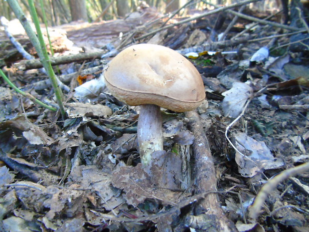 kozák topoľový Leccinum duriusculum (Schulzer ex Kalchbr.) Singer