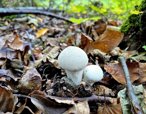 prášnica bradavičnatá Lycoperdon perlatum Pers.