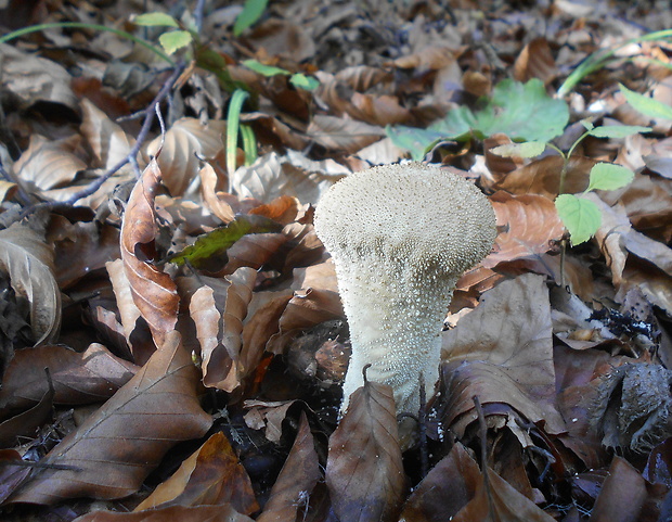 prášnica bradavičnatá Lycoperdon perlatum Pers.