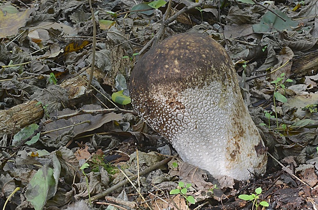 rozpadavec dlabaný Lycoperdon utriforme Bull.