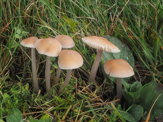 prilbička Mycena luteovariegata