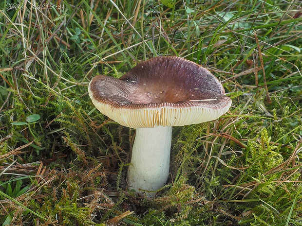 plávka obyčajná Russula integra (L.) Fr.