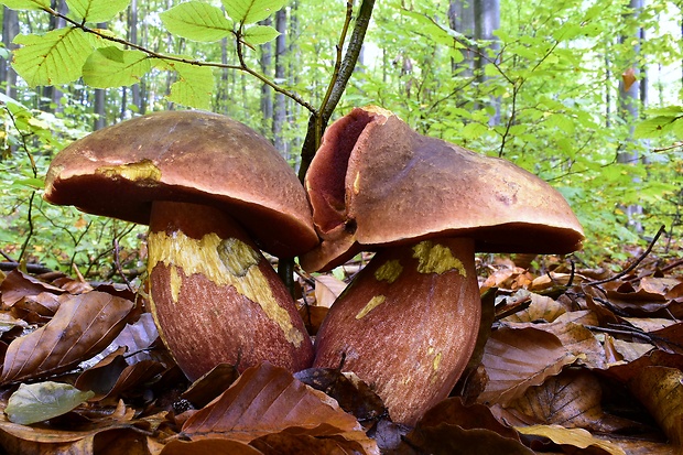 hríb zrnitohlúbikový Sutorius luridiformis (Rostk.) G. Wu & Zhu L. Yang