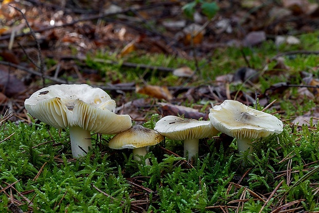 čírovka zelenohnedastá Tricholoma sejunctum (Sowerby) Quél.