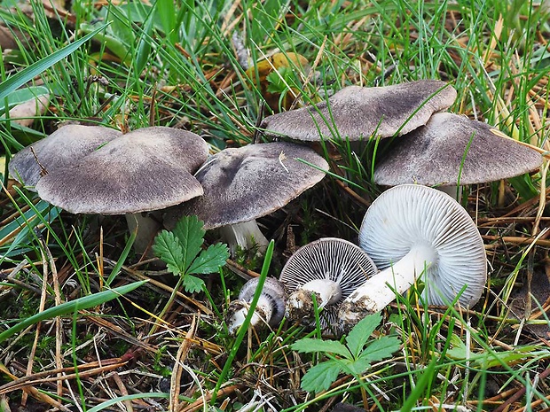 čírovka zemná Tricholoma terreum (Schaeff.) P. Kumm.