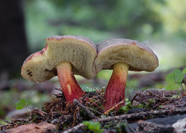 suchohríb žltomäsový Xerocomellus chrysenteron (Bull.) Šutara