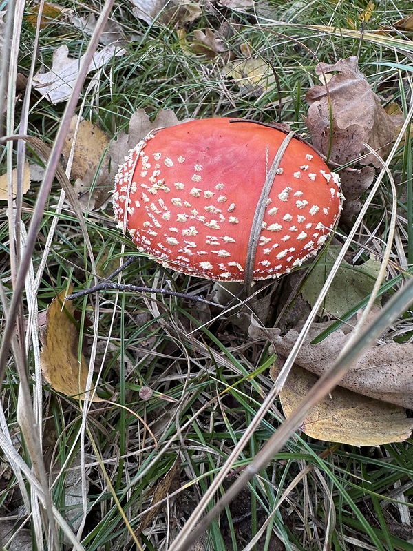 muchotrávka červená Amanita muscaria (L.) Lam.