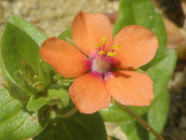 drchnička roľná Anagallis arvensis L.