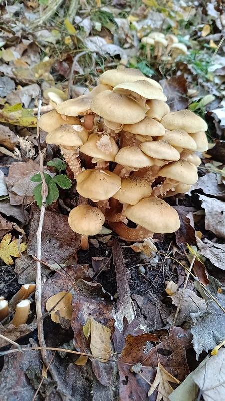 podpňovka obyčajná Armillaria mellea (Vahl) P. Kumm.