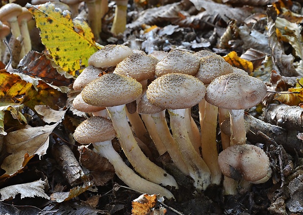 podpňovka obyčajná Armillaria mellea (Vahl) P. Kumm.