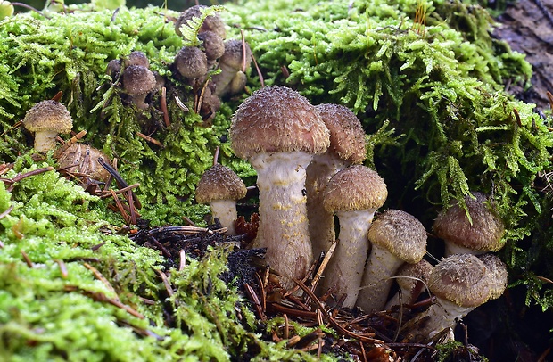 podpňovka tmavá Armillaria ostoyae (Romagn.) Herink