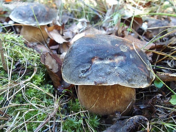 hríb bronzový Boletus aereus Bull. ex Fr.