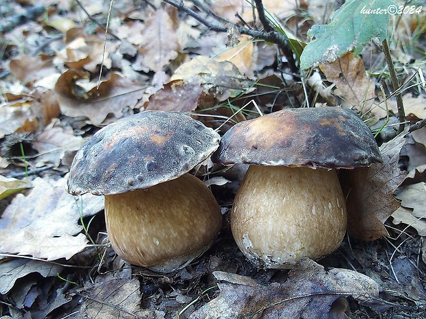 hríb bronzový Boletus aereus Bull. ex Fr.