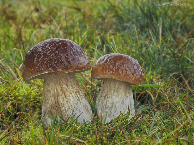 hríb smrekový Boletus edulis Bull.