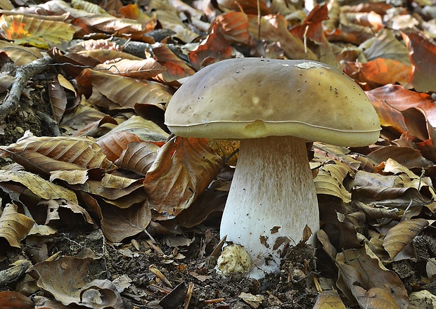 hríb smrekový Boletus edulis Bull.