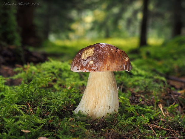 hríb sosnový Boletus pinophilus Pil. et Dermek in Pil.