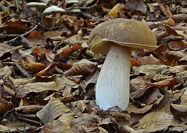 hríb dubový Boletus reticulatus Schaeff.